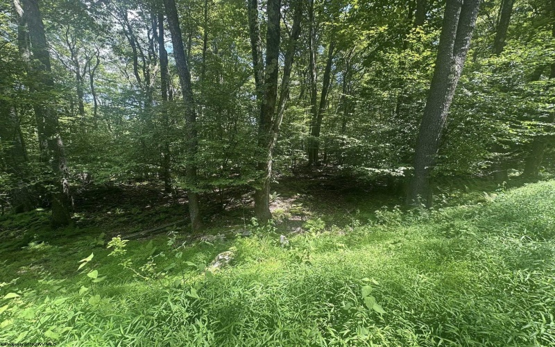 222 Woodbine Drive, Terra Alta, West Virginia 26764, ,Lots/land,For Sale,Woodbine,10160719