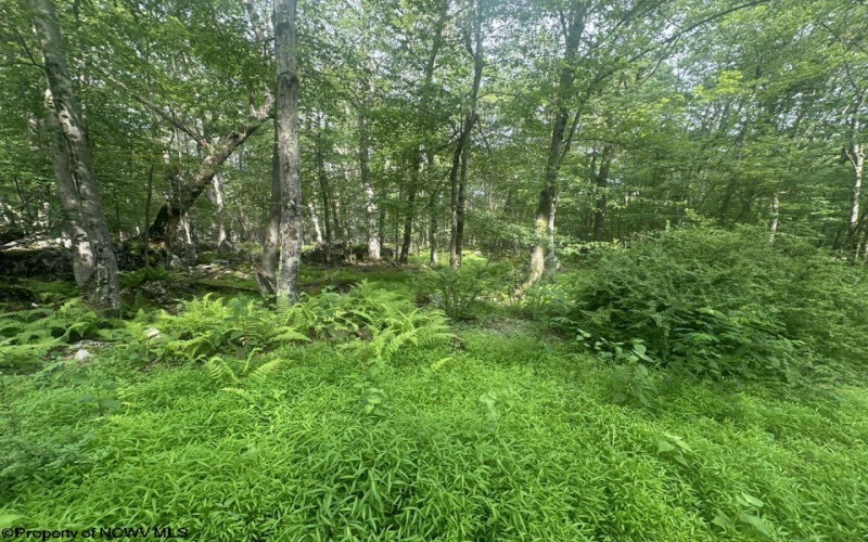88 Goldenrod Drive, Terra Alta, West Virginia 26764, ,Lots/land,For Sale,Goldenrod,10160720