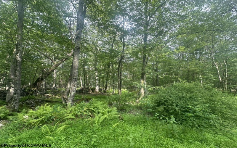 88 Goldenrod Drive, Terra Alta, West Virginia 26764, ,Lots/land,For Sale,Goldenrod,10160720