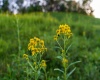 Lot 1 Lynch Road, Morgantown, West Virginia 26501, ,Lots/land,For Sale,Lynch,10156199