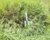 Tract I Mallow Lake Drive, Davis, West Virginia 26260, ,Lots/land,For Sale,Mallow Lake,10160793