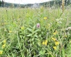 Tract I Mallow Lake Drive, Davis, West Virginia 26260, ,Lots/land,For Sale,Mallow Lake,10160793