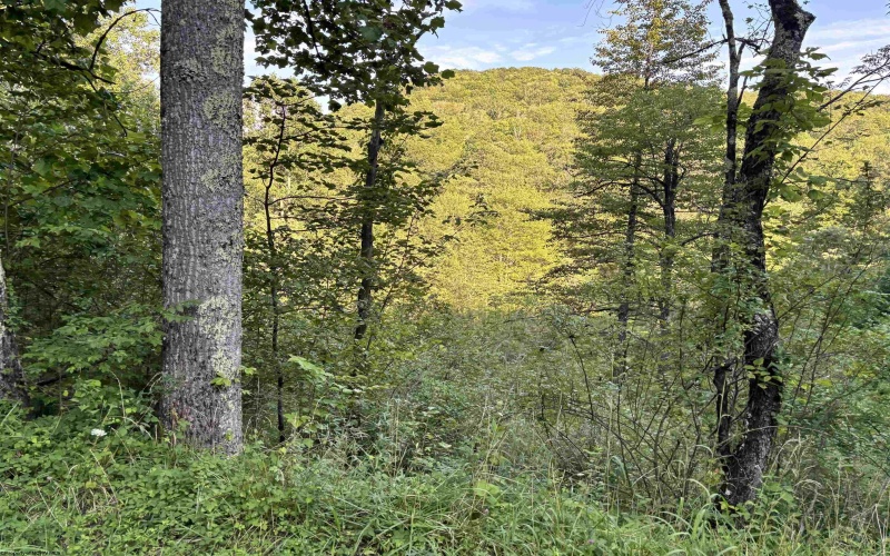 2789 Salt Lick Road, Montrose, West Virginia 26283, ,Lots/land,For Sale,Salt Lick,10160823