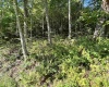 2789 Salt Lick Road, Montrose, West Virginia 26283, ,Lots/land,For Sale,Salt Lick,10160823
