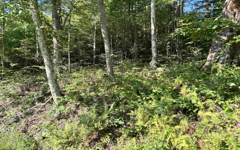 2789 Salt Lick Road, Montrose, West Virginia 26283, ,Lots/land,For Sale,Salt Lick,10160823