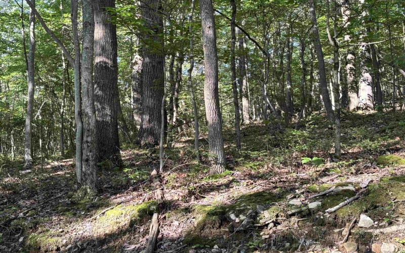 2789 Salt Lick Road, Montrose, West Virginia 26283, ,Lots/land,For Sale,Salt Lick,10160823