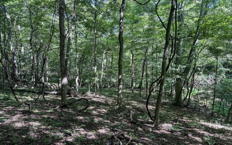 TBD Scenery Hill Road, Wellsburg, West Virginia 26070-1842, ,Lots/land,For Sale,Scenery Hill,10160838