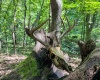 TBD Scenery Hill Road, Wellsburg, West Virginia 26070-1842, ,Lots/land,For Sale,Scenery Hill,10160838