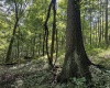 TBD Scenery Hill Road, Wellsburg, West Virginia 26070-1842, ,Lots/land,For Sale,Scenery Hill,10160838