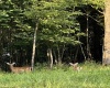Lot 144 Spring Trail, Bruceton Mills, West Virginia 26525, ,Lots/land,For Sale,Spring,10160857