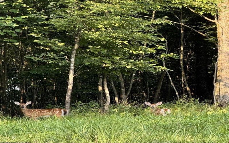 Lot 144 Spring Trail, Bruceton Mills, West Virginia 26525, ,Lots/land,For Sale,Spring,10160857