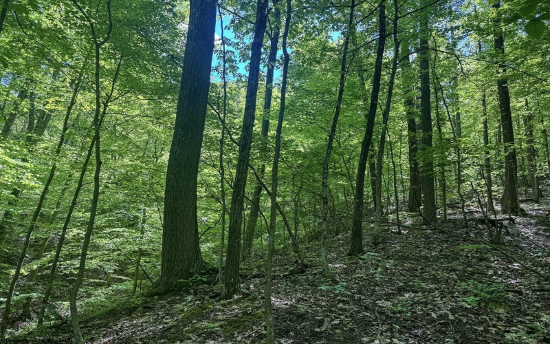TBD Rush Run Road, Fairview, West Virginia 26570, ,Lots/land,For Sale,Rush Run,10160864