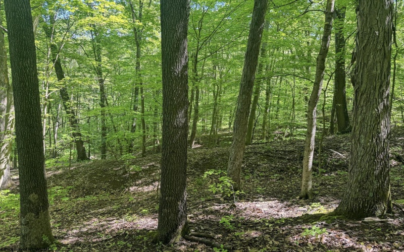 TBD Rush Run Road, Fairview, West Virginia 26570, ,Lots/land,For Sale,Rush Run,10160864