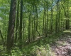 TBD Rush Run Road, Fairview, West Virginia 26570, ,Lots/land,For Sale,Rush Run,10160864