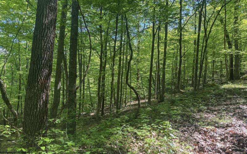 TBD Rush Run Road, Fairview, West Virginia 26570, ,Lots/land,For Sale,Rush Run,10160864
