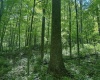 TBD Rush Run Road, Fairview, West Virginia 26570, ,Lots/land,For Sale,Rush Run,10160864