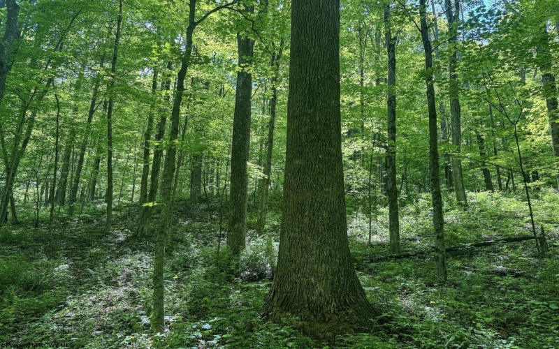 TBD Rush Run Road, Fairview, West Virginia 26570, ,Lots/land,For Sale,Rush Run,10160864