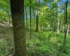 TBD Rush Run Road, Fairview, West Virginia 26570, ,Lots/land,For Sale,Rush Run,10160864