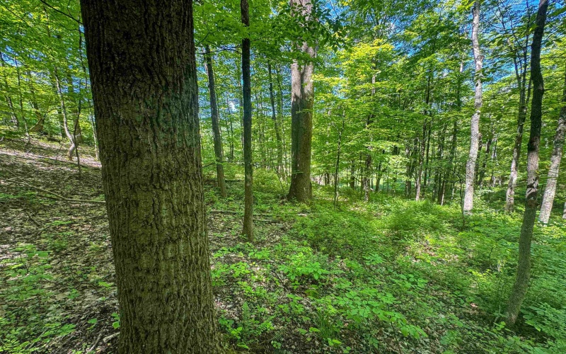 TBD Rush Run Road, Fairview, West Virginia 26570, ,Lots/land,For Sale,Rush Run,10160864