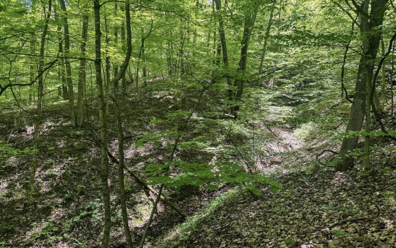 TBD Rush Run Road, Fairview, West Virginia 26570, ,Lots/land,For Sale,Rush Run,10160864