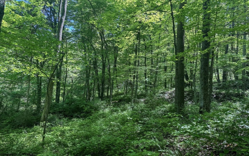 TBD Rush Run Road, Fairview, West Virginia 26570, ,Lots/land,For Sale,Rush Run,10160864