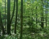 TBD Rush Run Road, Fairview, West Virginia 26570, ,Lots/land,For Sale,Rush Run,10160864