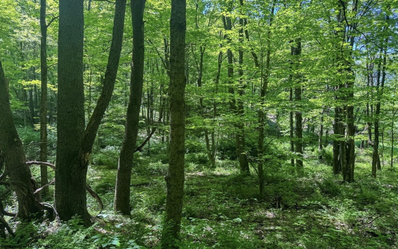 TBD Rush Run Road, Fairview, West Virginia 26570, ,Lots/land,For Sale,Rush Run,10160864