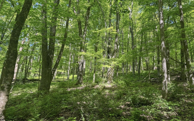 TBD Rush Run Road, Fairview, West Virginia 26570, ,Lots/land,For Sale,Rush Run,10160864