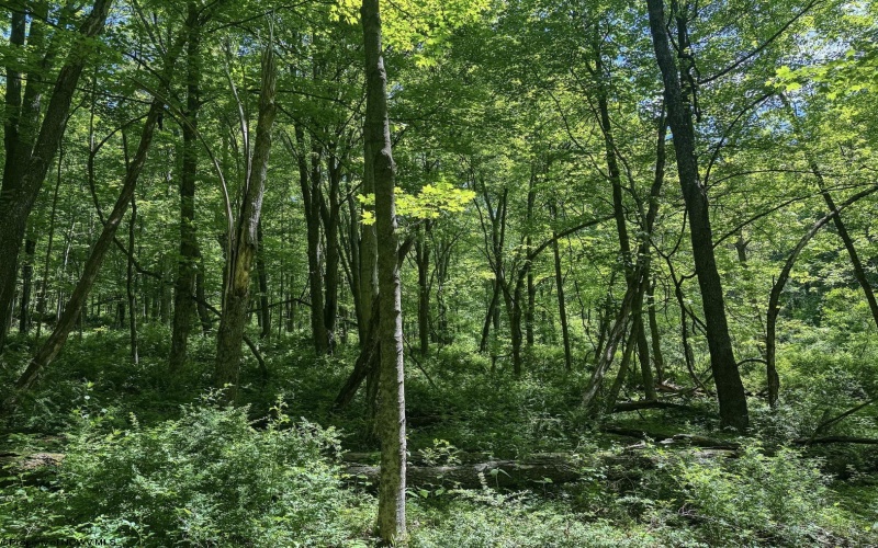TBD Rush Run Road, Fairview, West Virginia 26570, ,Lots/land,For Sale,Rush Run,10160864