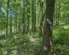 TBD Rush Run Road, Fairview, West Virginia 26570, ,Lots/land,For Sale,Rush Run,10160864