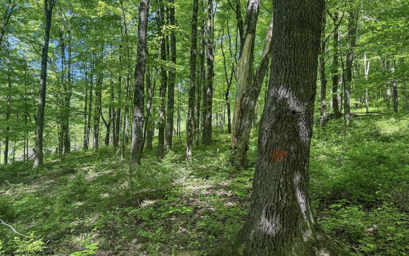 TBD Rush Run Road, Fairview, West Virginia 26570, ,Lots/land,For Sale,Rush Run,10160864