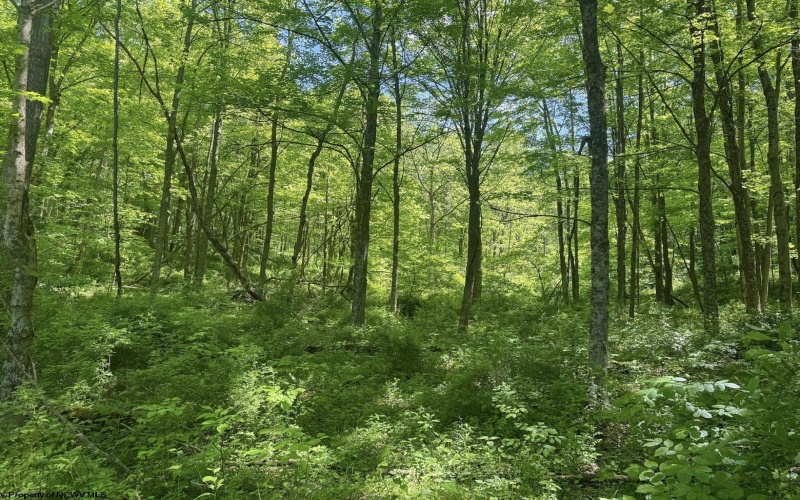 TBD Rush Run Road, Fairview, West Virginia 26570, ,Lots/land,For Sale,Rush Run,10160864