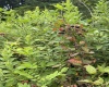 Lot 135 Sunset Mountain Village Drive, Slaty Fork, West Virginia 26291, ,Lots/land,For Sale,Sunset Mountain Village,10160905