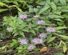 Lot 135 Sunset Mountain Village Drive, Slaty Fork, West Virginia 26291, ,Lots/land,For Sale,Sunset Mountain Village,10160905