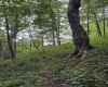 Lot 135 Sunset Mountain Village Drive, Slaty Fork, West Virginia 26291, ,Lots/land,For Sale,Sunset Mountain Village,10160905
