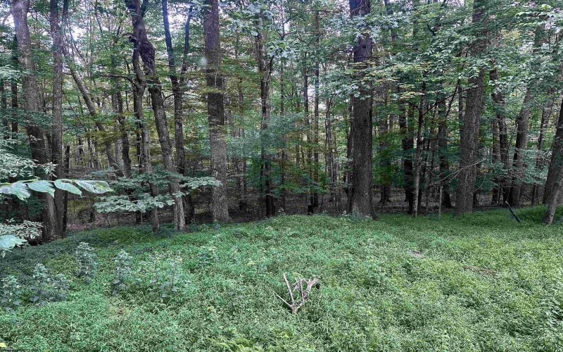1254 Wolf Run, Philippi, West Virginia 26416, 2 Bedrooms Bedrooms, 5 Rooms Rooms,1 BathroomBathrooms,Single Family Detached,For Sale,Wolf,10160920