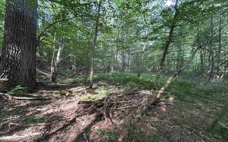 00 Bonner Mountain Road, Davis, West Virginia 26260, ,Lots/land,For Sale,Bonner Mountain,10160937