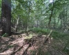 00 Bonner Mountain Road, Davis, West Virginia 26260, ,Lots/land,For Sale,Bonner Mountain,10160937