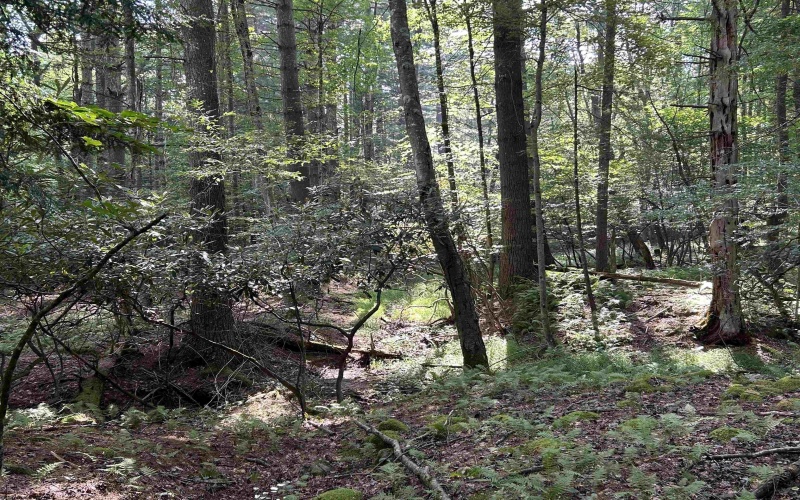 00 Bonner Mountain Road, Davis, West Virginia 26260, ,Lots/land,For Sale,Bonner Mountain,10160937