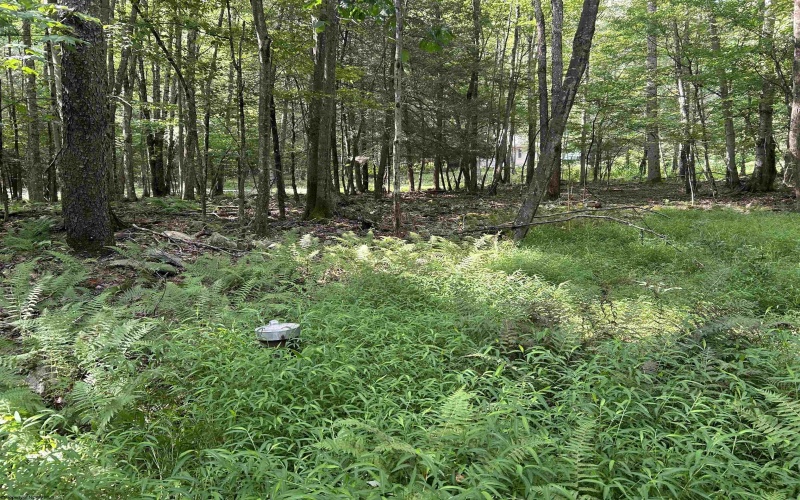 00 Bonner Mountain Road, Davis, West Virginia 26260, ,Lots/land,For Sale,Bonner Mountain,10160937
