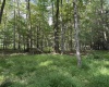 00 Bonner Mountain Road, Davis, West Virginia 26260, ,Lots/land,For Sale,Bonner Mountain,10160937