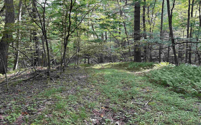 00 Bonner Mountain Road, Davis, West Virginia 26260, ,Lots/land,For Sale,Bonner Mountain,10160937