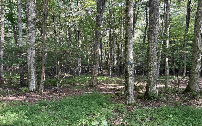 00 Bonner Mountain Road, Davis, West Virginia 26260, ,Lots/land,For Sale,Bonner Mountain,10160937