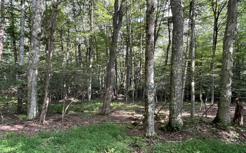 00 Bonner Mountain Road, Davis, West Virginia 26260, ,Lots/land,For Sale,Bonner Mountain,10160937