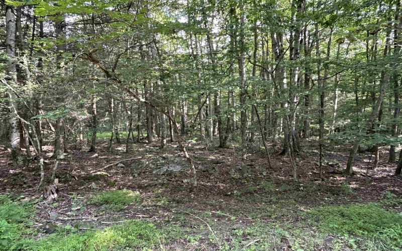 00 Bonner Mountain Road, Davis, West Virginia 26260, ,Lots/land,For Sale,Bonner Mountain,10160937