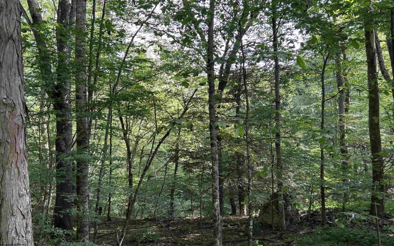 00 Bonner Mountain Road, Davis, West Virginia 26260, ,Lots/land,For Sale,Bonner Mountain,10160937