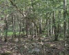 00 Bonner Mountain Road, Davis, West Virginia 26260, ,Lots/land,For Sale,Bonner Mountain,10160937