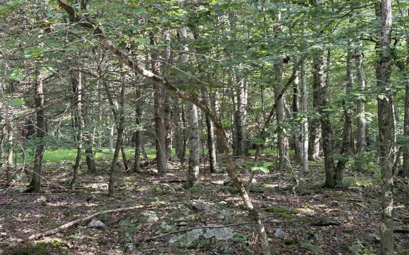 00 Bonner Mountain Road, Davis, West Virginia 26260, ,Lots/land,For Sale,Bonner Mountain,10160937