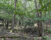 00 Bonner Mountain Road, Davis, West Virginia 26260, ,Lots/land,For Sale,Bonner Mountain,10160937