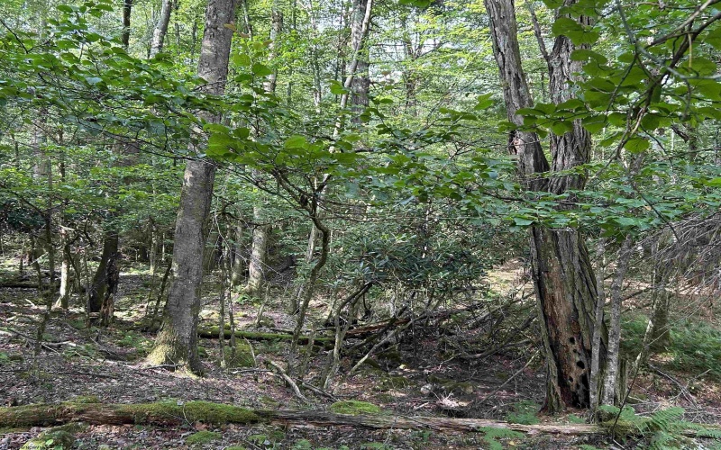 00 Bonner Mountain Road, Davis, West Virginia 26260, ,Lots/land,For Sale,Bonner Mountain,10160937